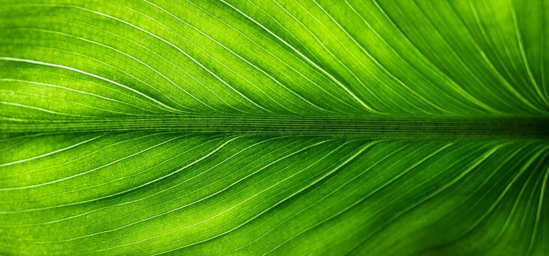 Eco-Friendly Gifting Solutions